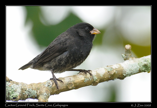 Peter and Rosemary Grant publish "How and Why Species Multiply"