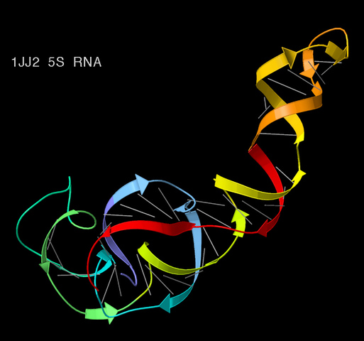 Kimura postulates the neutral theory of molecular evolution