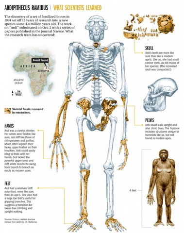 Ardipithecus: 5.5 y 4.5 M.a.