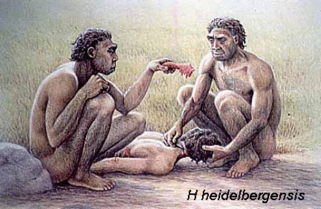 Homo heildelbergensis y Homo rhodesiensis: 800.000 y 180.000 años