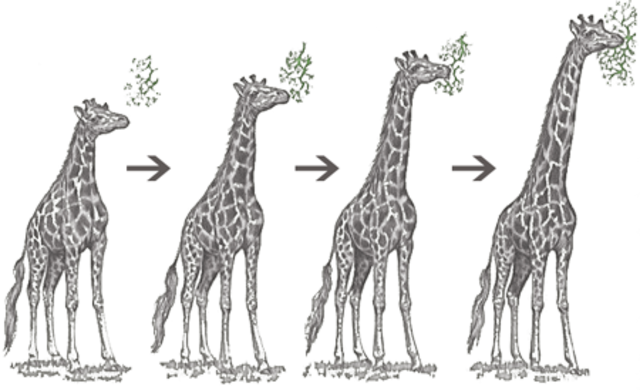 Teoría de Lamarck a las 23:59min 58 segundos y 56 milésimas