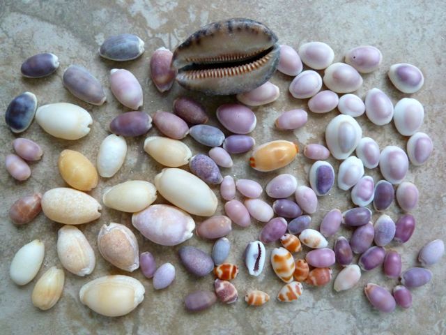 Cowrie Shells