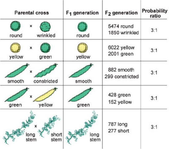 Heredity experimentation