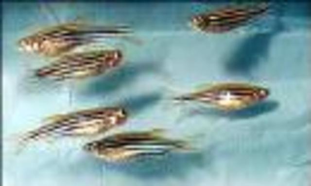 Zebrafish Genome