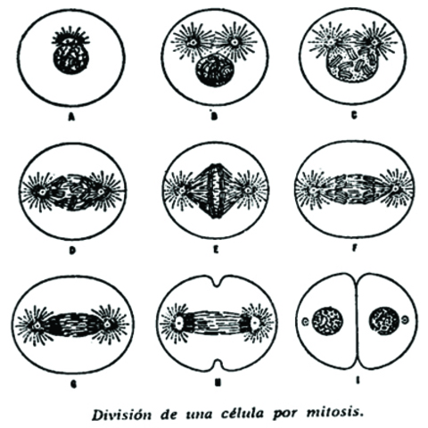 Rene Joachim Henri de Dutrochet Neones