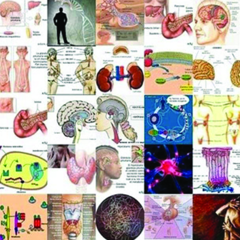 William H. BaylissErnest H. Starling