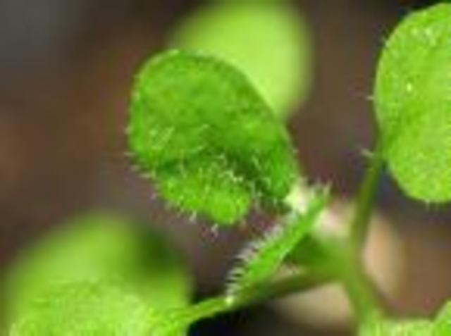 Arabidopsis