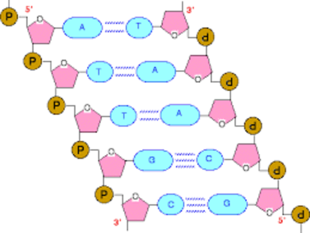Nucleotides
