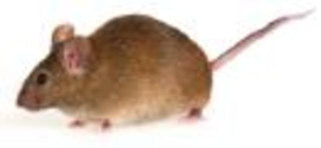 Mouse