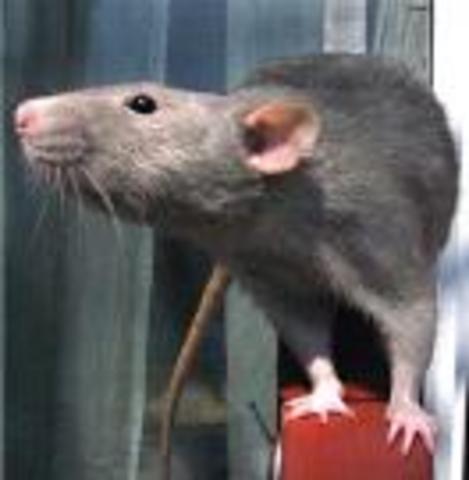 Rat