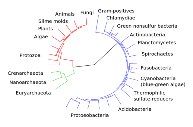 Emile Zuckerkandl and Linus Pauling's molecular clock hypothesis