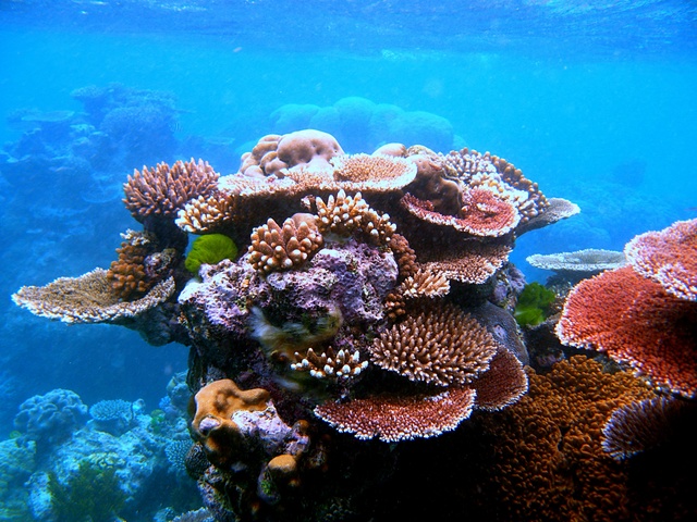 Darwin publsihes The structure and distribution of coral reefs