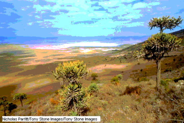 cambio climático selva_sabana en África