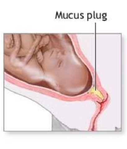 Как выглядит слизистая пробка перед родами. Слизистая пробка перед родами.