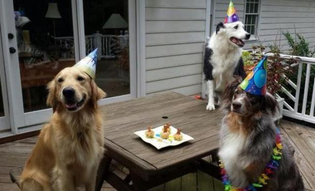 Celebracion año del veterinario