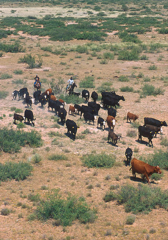 Cattle drives