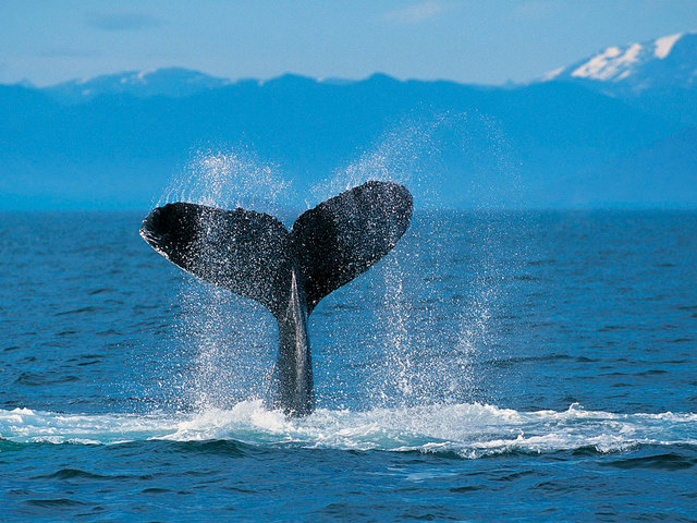 Avistamiento de ballenas a bordo del barco