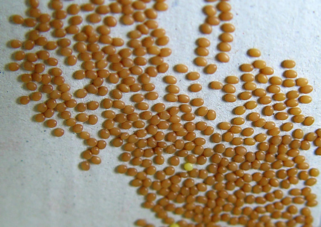 Zetazko zizareen arrautzak