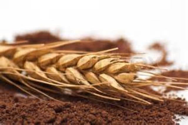 Wheat instead of coffee