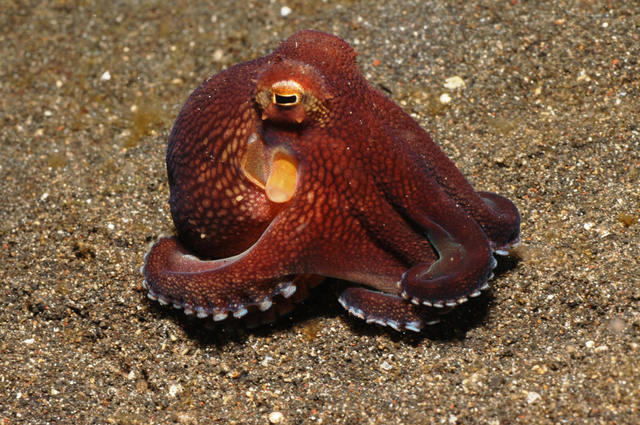 L'histoire de l'Aquarium