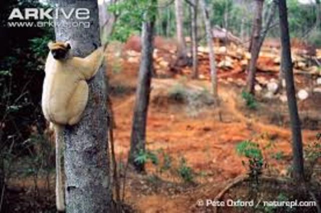 Endangered Species Act