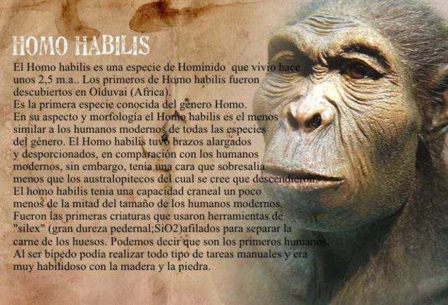 HOMOHABILIS