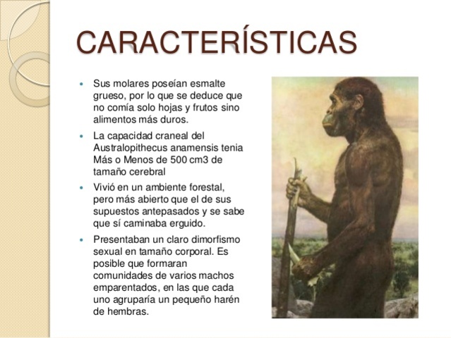 AUSTRALOPITHECUS