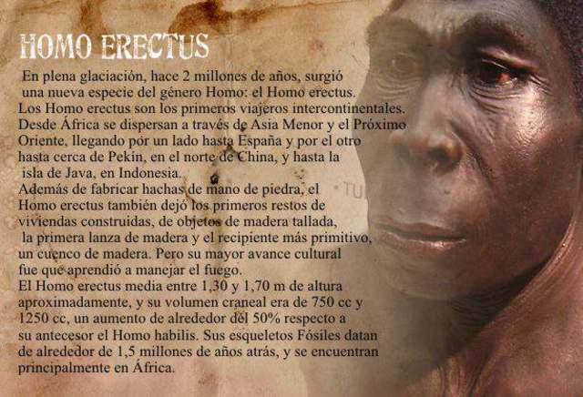 HOMO ERECTUS