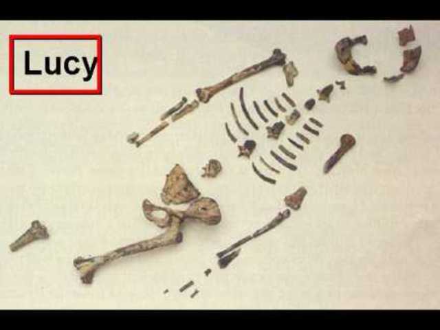 Lucy
