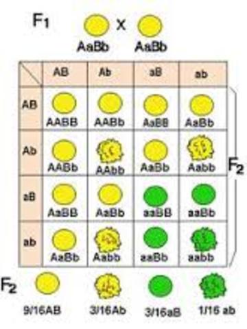 Leyes de Mendel(23:58:96)