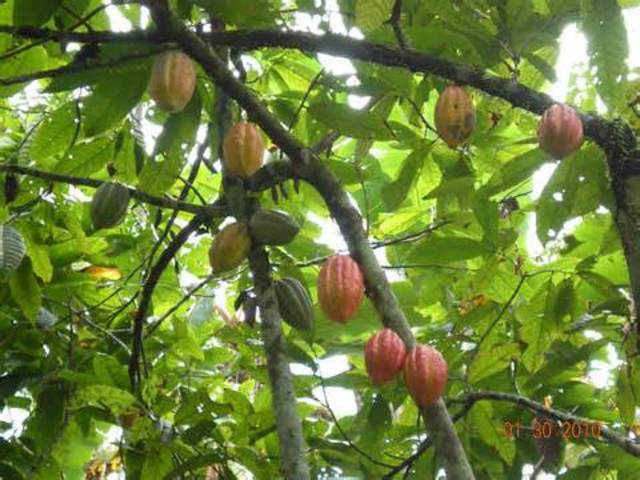 Maya Cacao Plantations