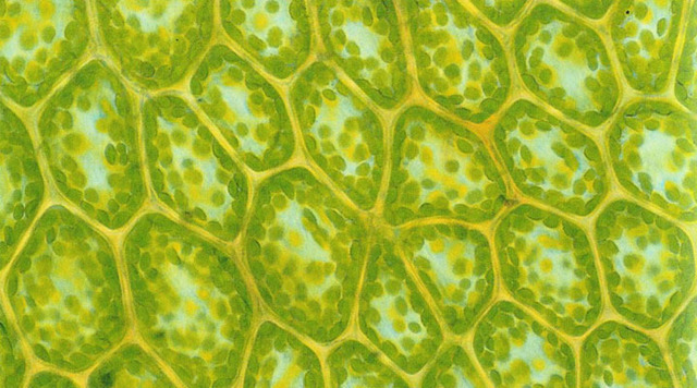 Клеточная теория Шлейдена - Шванна