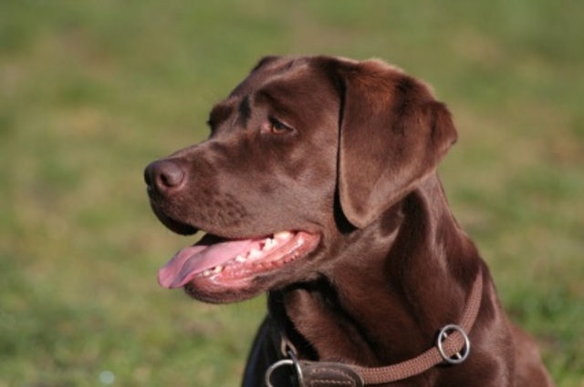 J'ai obtenu un chien