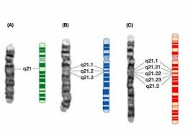 La disposición lineal de los cromosomas