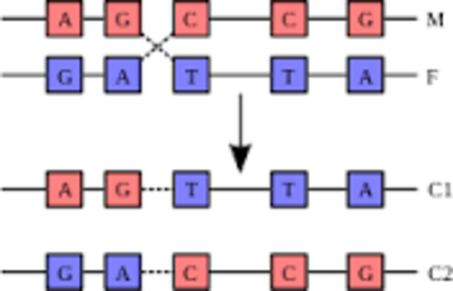 Entrecruzamiento-recombinación
