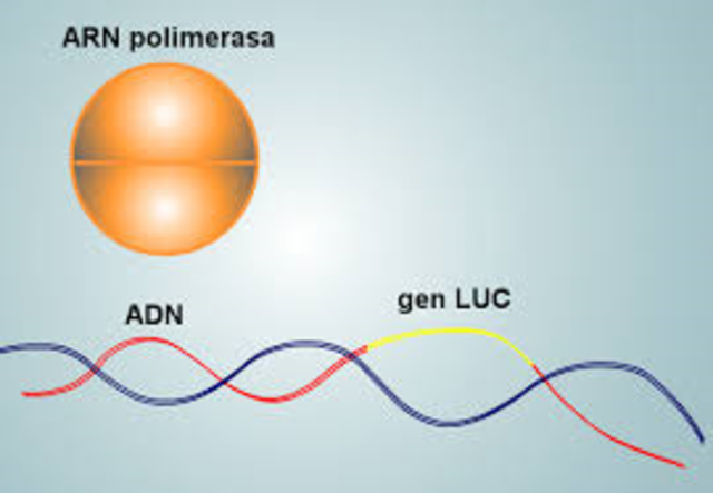 LA REACCION EN CADENA DE LA POLIMERASA
