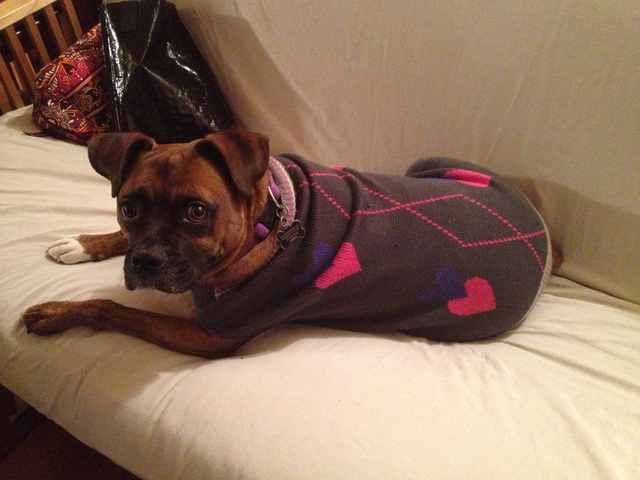 Hooch Recieves his First Sweater