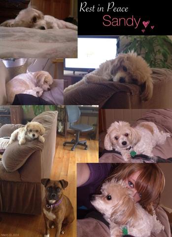 Hooch's Best Friend Passes Away