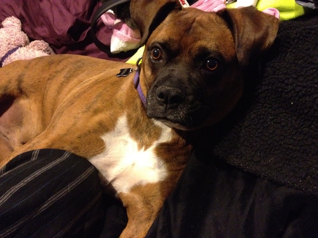 Hooch Moves to Pittsburgh