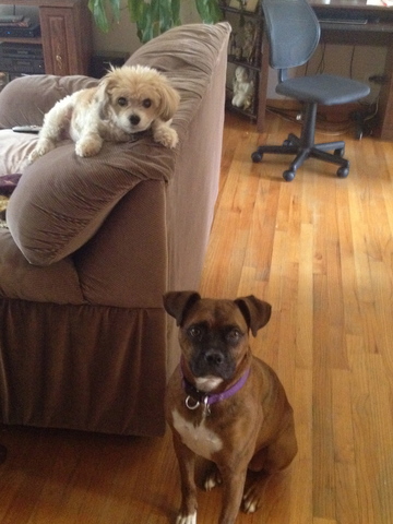 Officially Adopt Hooch