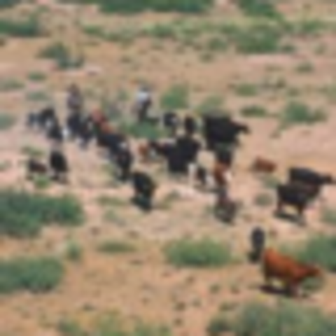 Cattle Drives