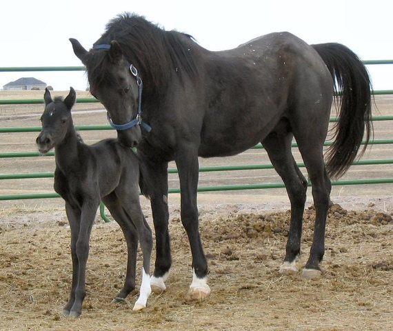 Family Moves to Hannibal