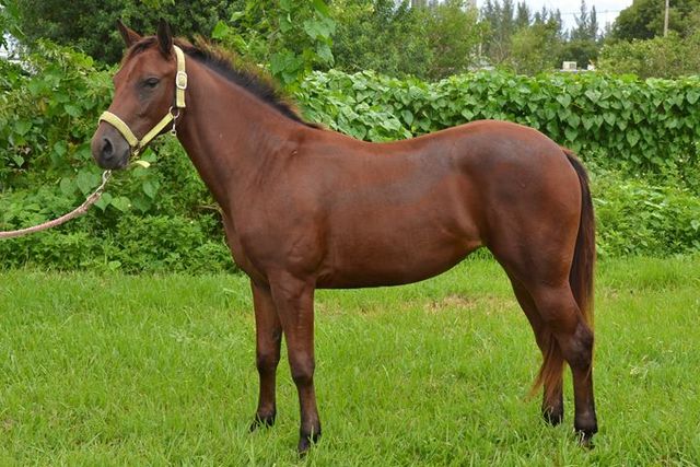 Apprentice River Pilot