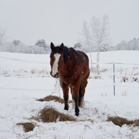 Twain Founds Publishing Company