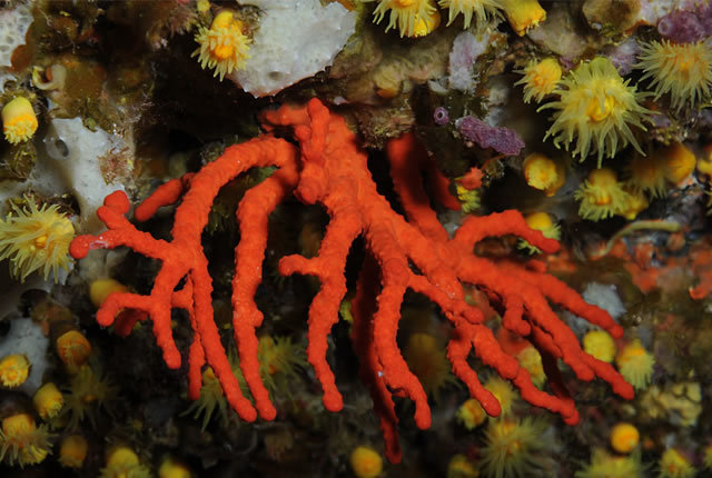 EXCURSIÓ AL KENT - ESTUDI GEOLÒGIC