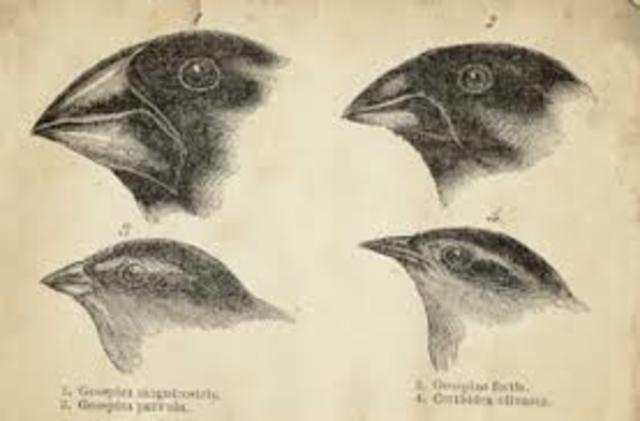 APROPAMENT AL NATURALISME