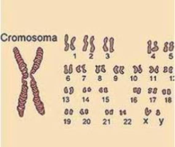 Numero de cromosomas en los seres humanos