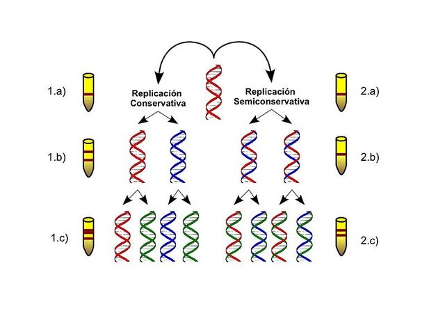 Replicación semiconservativa