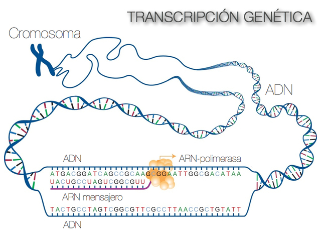 Dirección de transcripción DNA-RNA