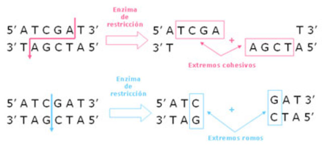 Descubrimiento de las enzimas de restricción